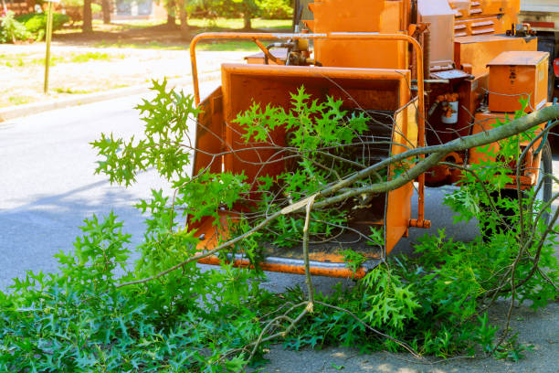 Tree Care Services